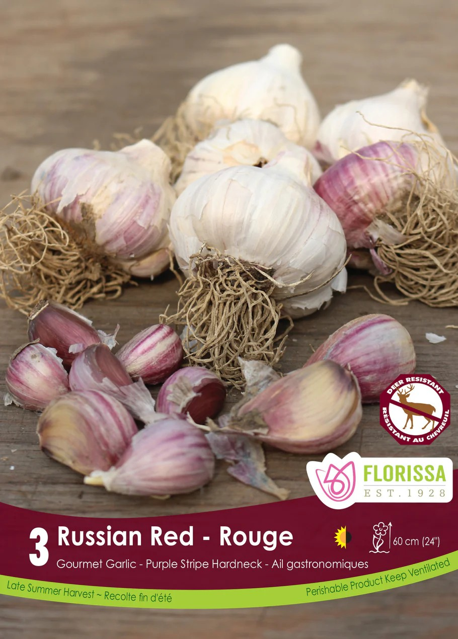 Garlic