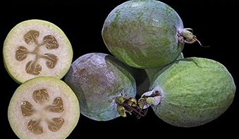 Guava-Acca sellowiana 'Waingaro'