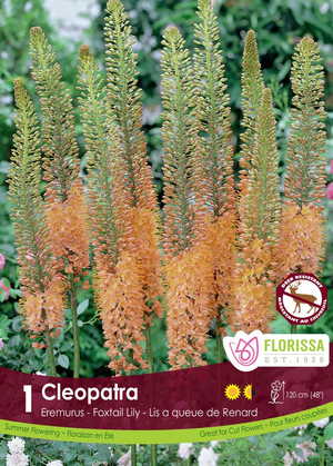 Eremurus 'Copper'