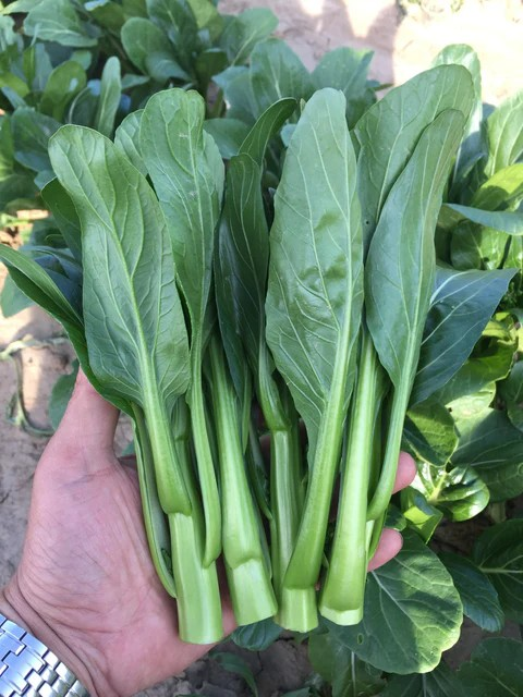 Asian Greens - Greens 70D Improved