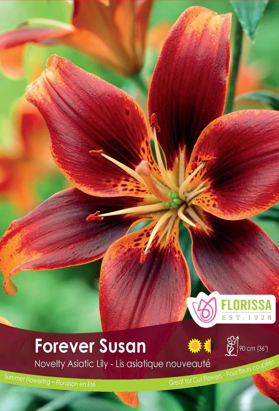 Lilium asiatic 'Forever Susan'
