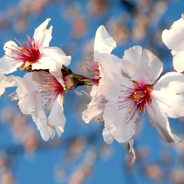 Prunus dulcis 'Texas Mission'