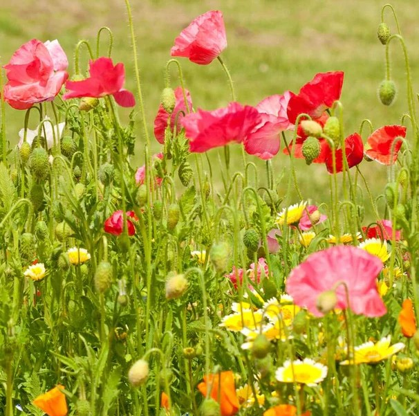 Wildflowers - Bee Garden Blend
