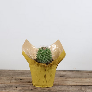 BLG Cacti - Assorted