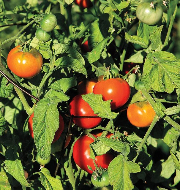 4.5" Tomato Starters - Unforgettables