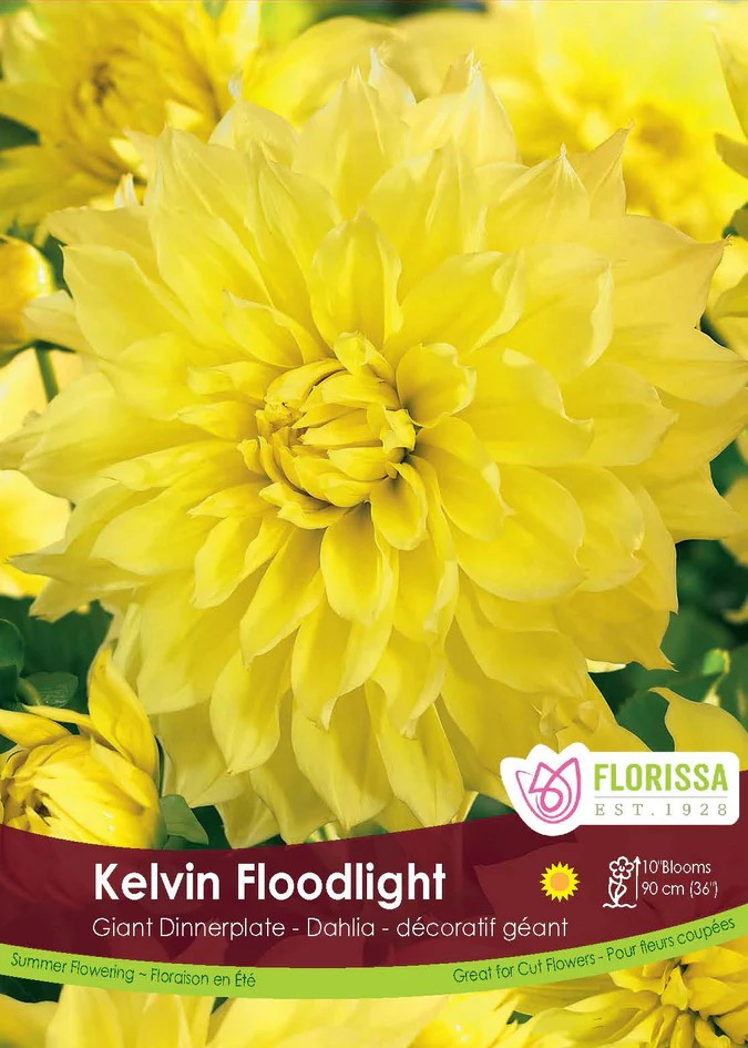 Dahlia Dinnerplate - Kelvin Floodlight