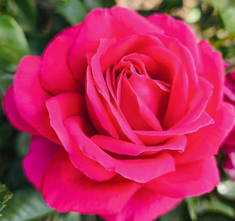 Rosa 'Nothing But Class'