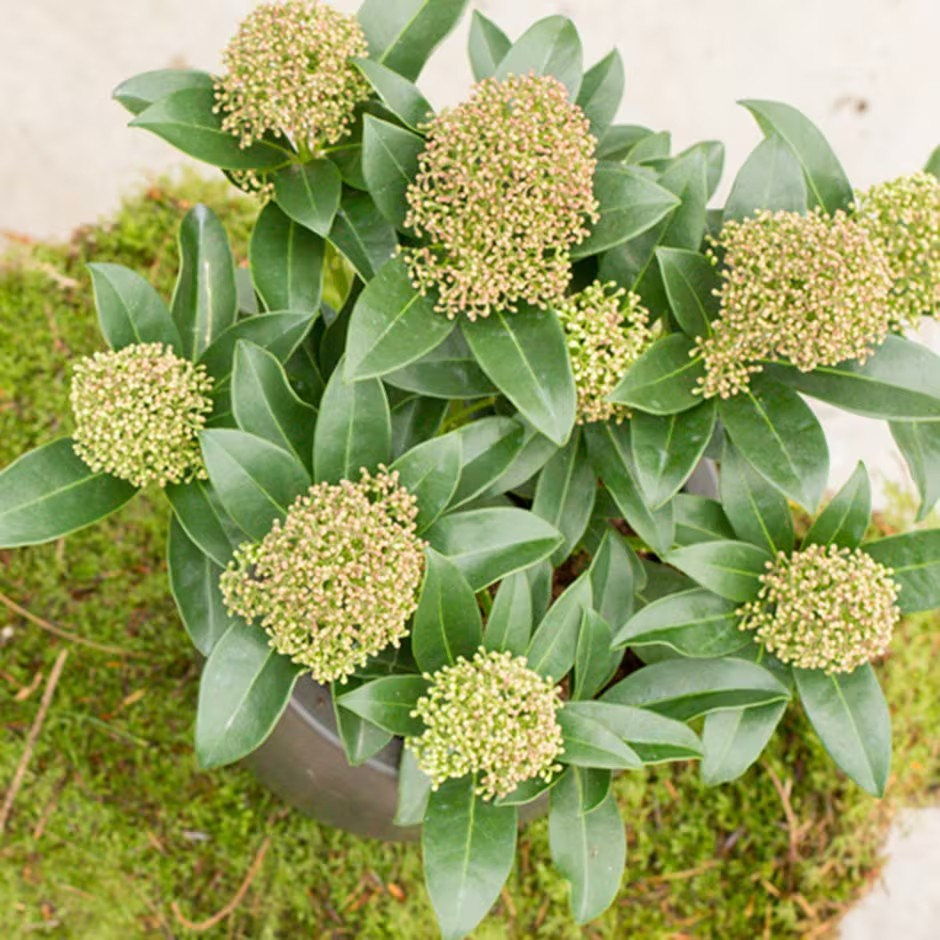 Skimmia japonica 'Fragrans' Male