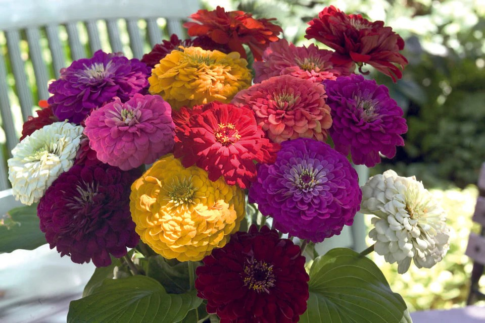 Zinnia - Benary's Giant Mix