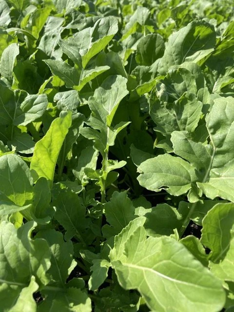 Arugula - Arugula - Certified Organic
