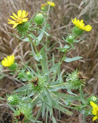 Grindelia integrifolia