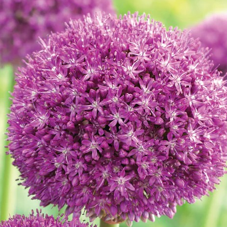 Allium 'Ambassador'
