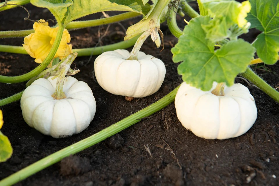 Pumpkins - Baby Boo