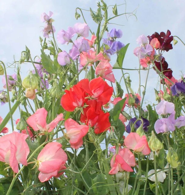 Sweet Peas - Late Spencer Blend