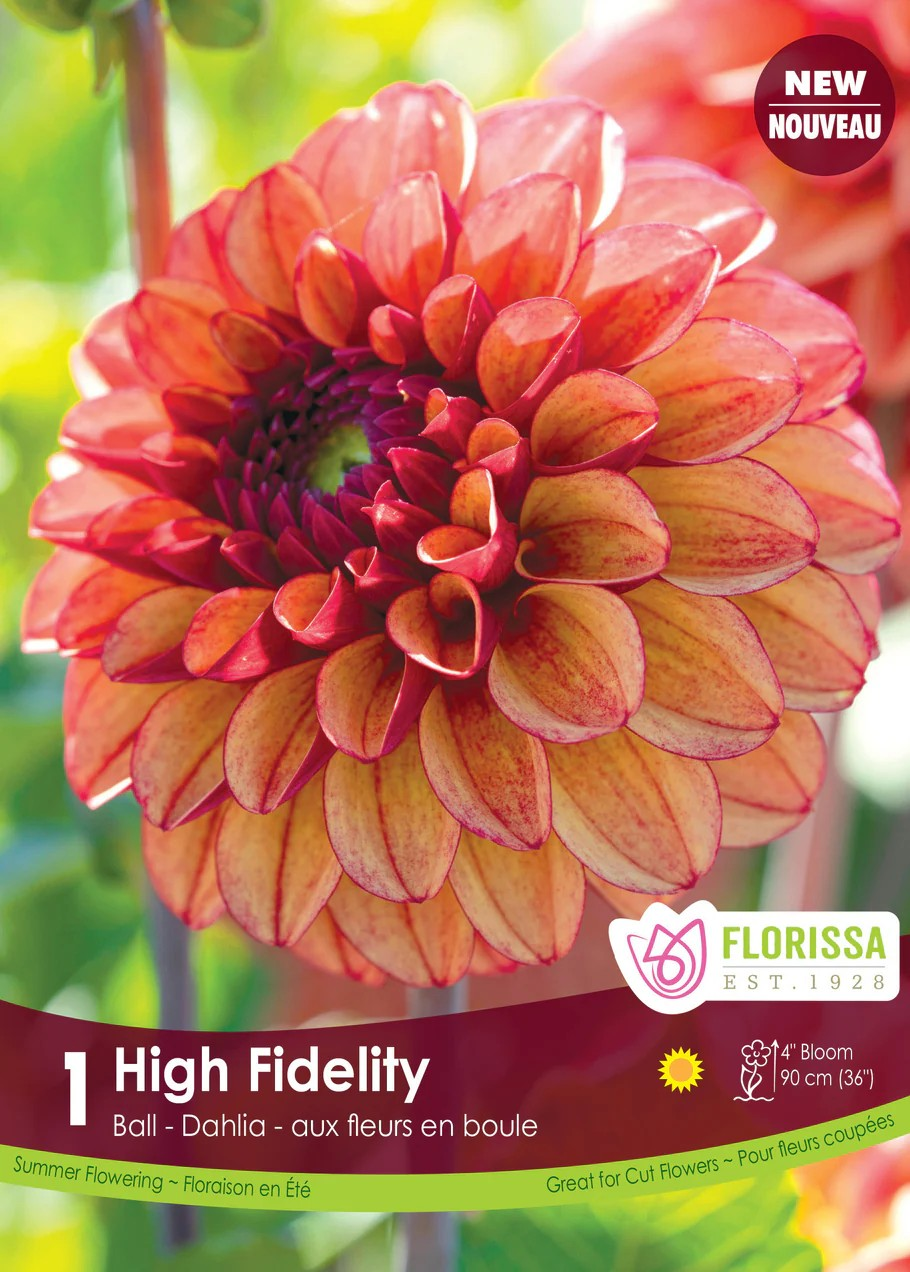 Dahlia Decorative High Fidelity Premium
