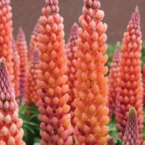 Lupine 'West Country Salmon Star'