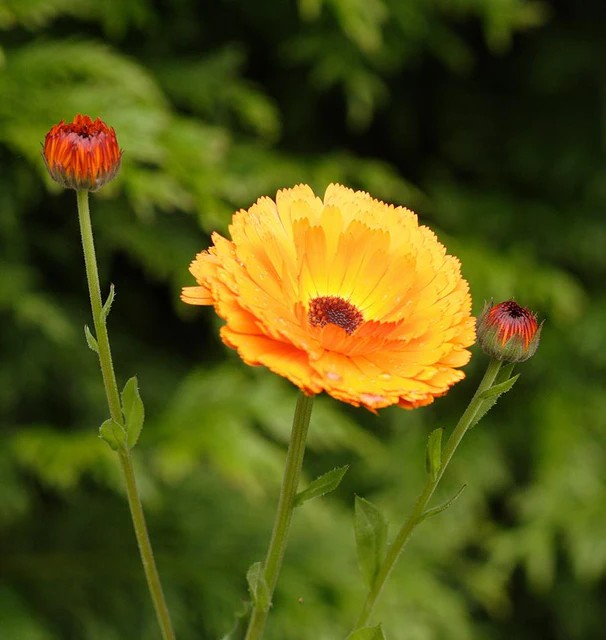 Calendula - Indian Prince