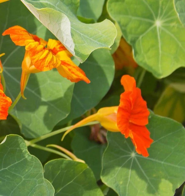 Nasturtium - Glorious Gleam