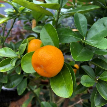 Fortunella obovata 'Changshou'