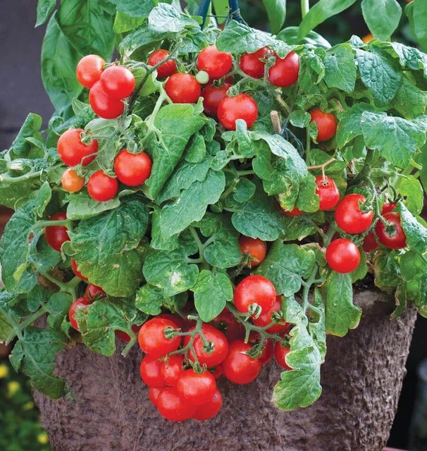 Tomatoes - Red Robin