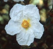 Cistus 'Elma'