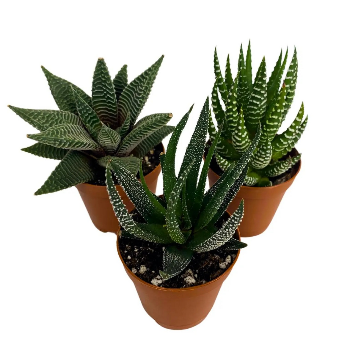 Haworthia Collection