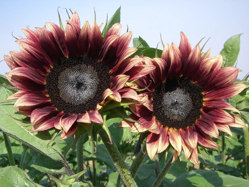 Sunflower - Cherry Rose