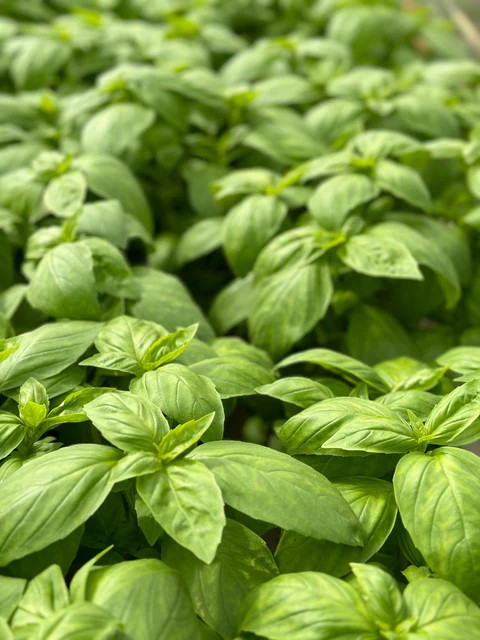 Basil - Noga Prospera Active F1 Organic