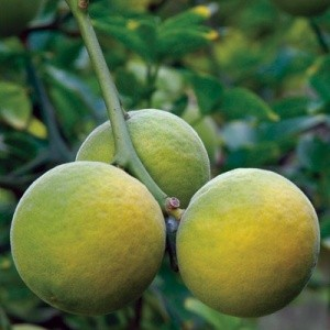 Poncirus trifoliata 'Monstrosa'