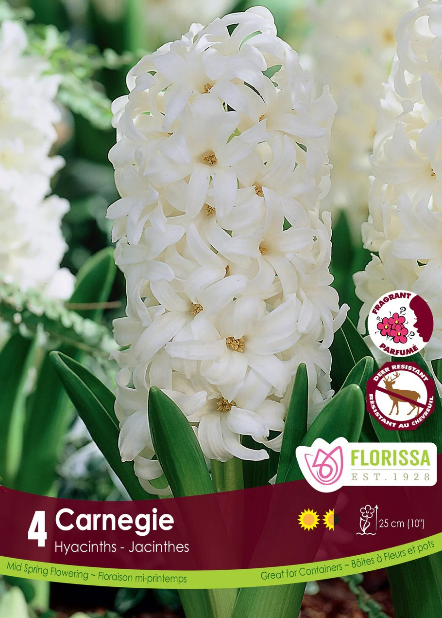 Hyacinth 'Carnegie'