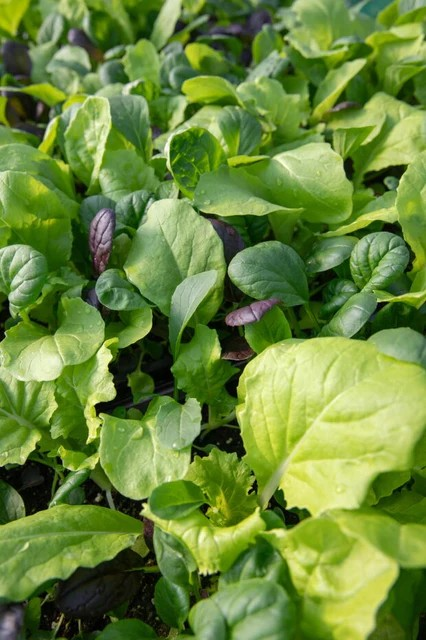 Greens - Stir Fry Blend