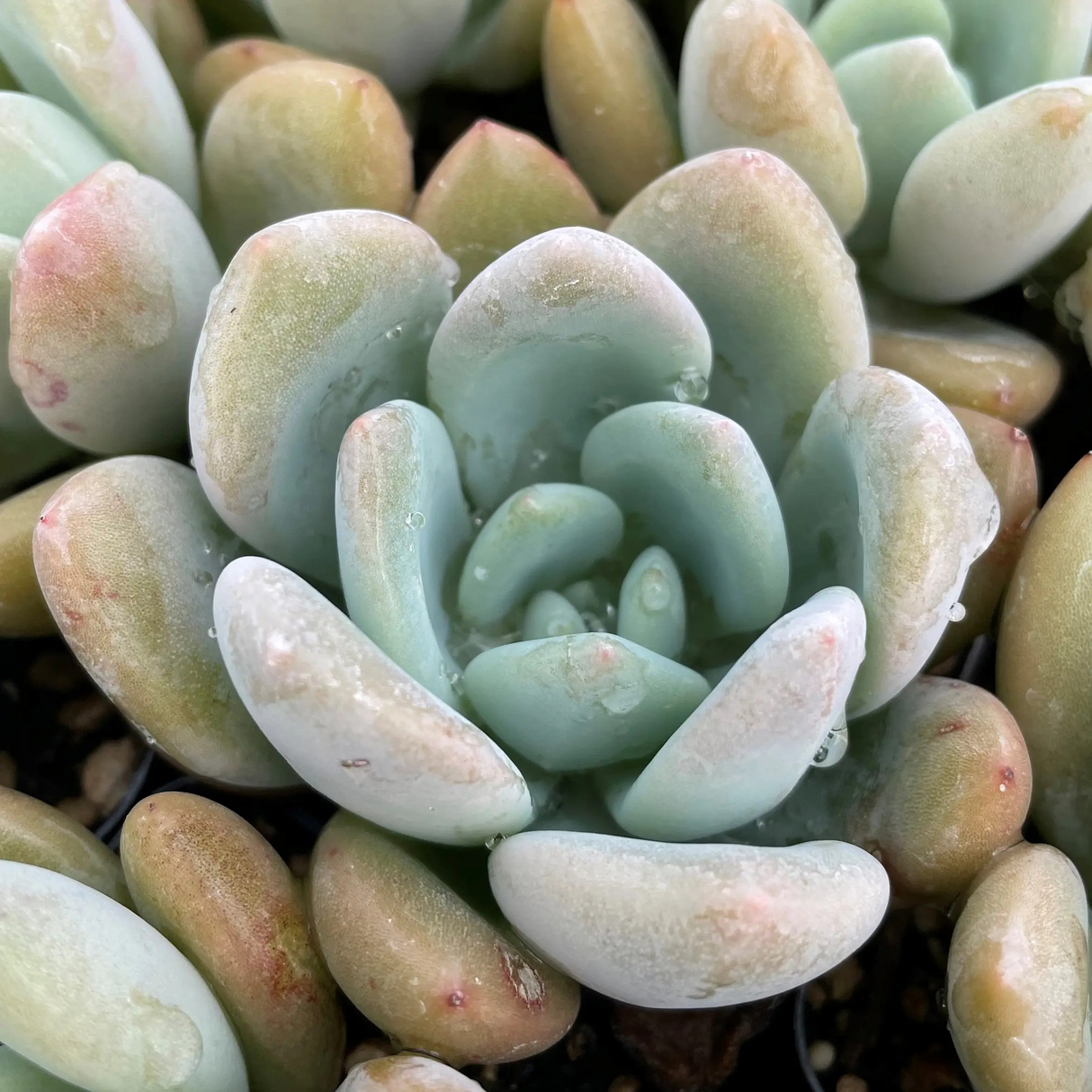 Echeveria 'Grosso'