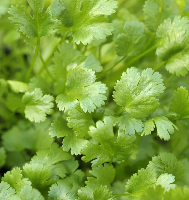 Cilantro - Calypso