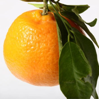 Citrus unshiu - Miho Wase Hardy Mandarin