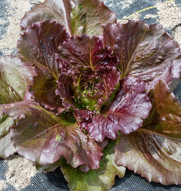 Lettuce - Red Iceberg