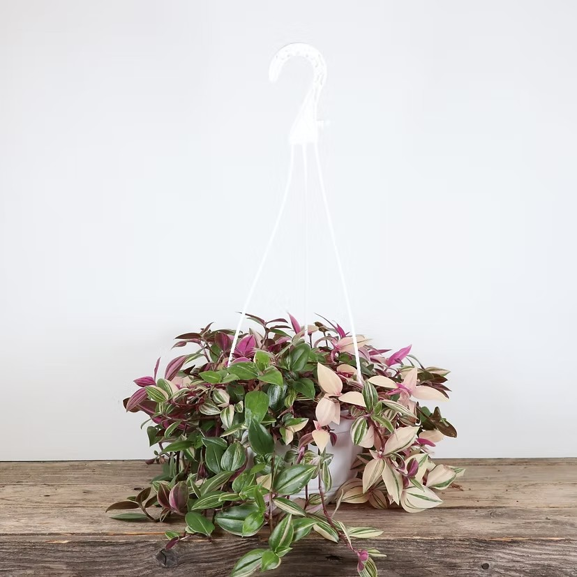 Tradescantia 'Tricolour'