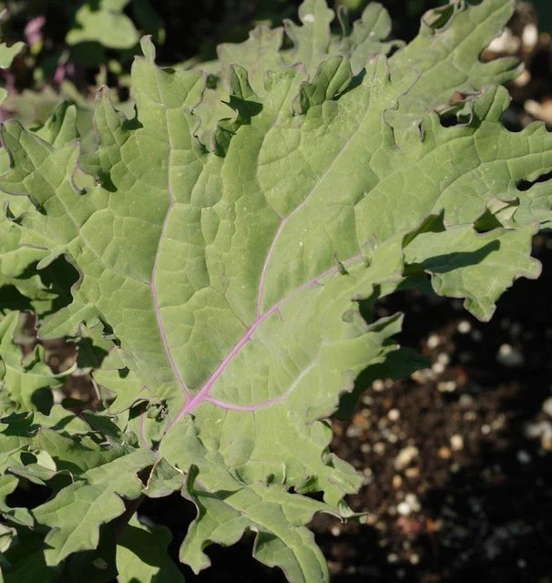 Kale - Red Russian Certified Organic