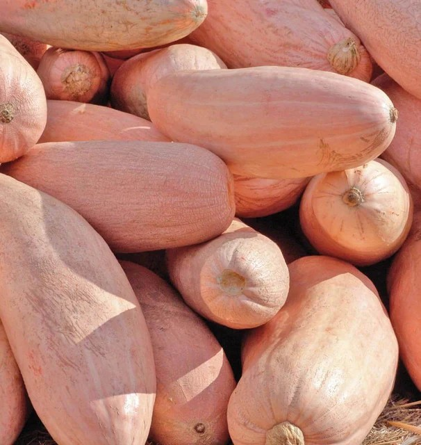 Pumpkins - Banana Pink Jumbo