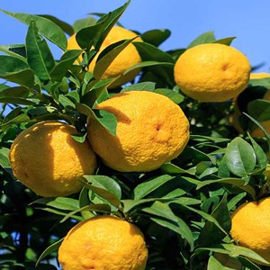 Citrus Junos