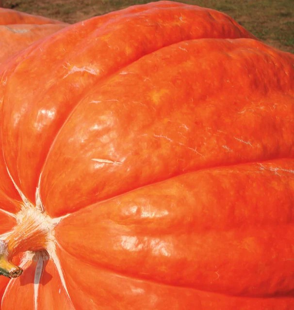Pumpkins - Dill's Atlantic Giant