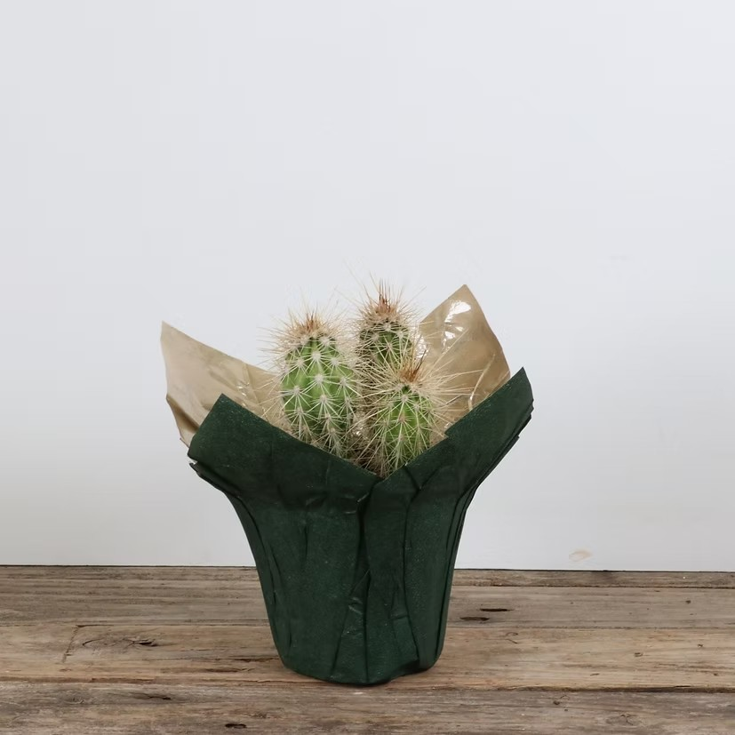 BLG Cacti - Assorted