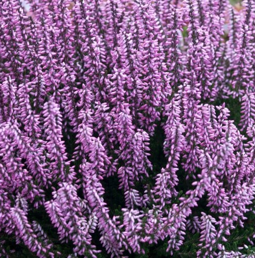 Calluna vulgaris 'Purple'