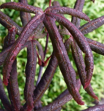 Acer palmatum 'Peve Starfish'