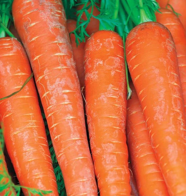 Carrots - Bolero (Pelleted)