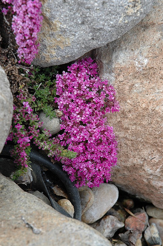 Thymus 'Pink Chintz'