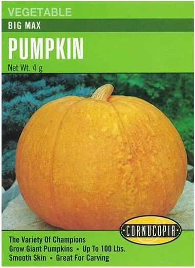Pumpkin - Pumpkin Big Max