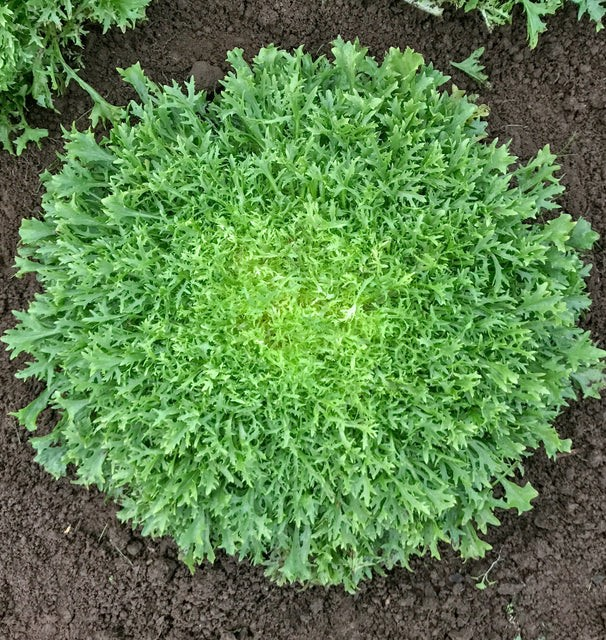 Chicory - Benefine Certified Organic