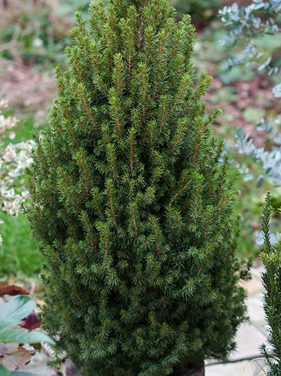 Picea glauca 'Perfecta'