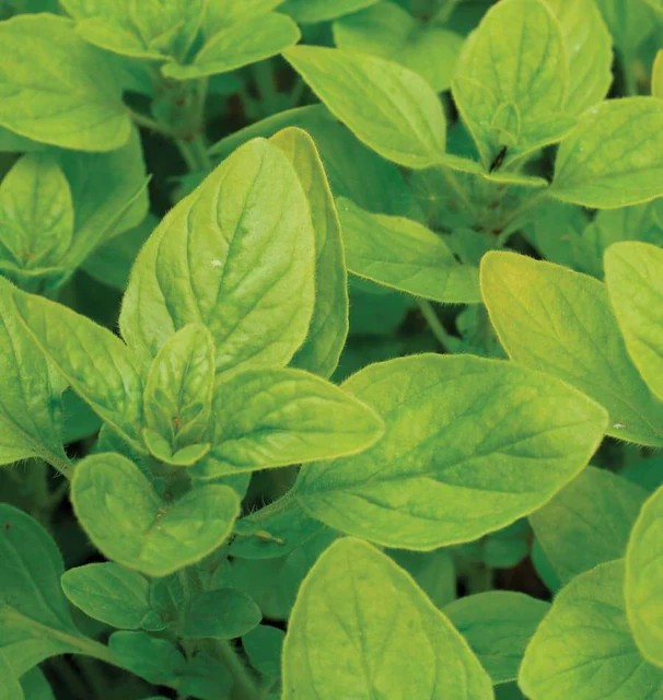 Marjoram - Sweet Marjoram