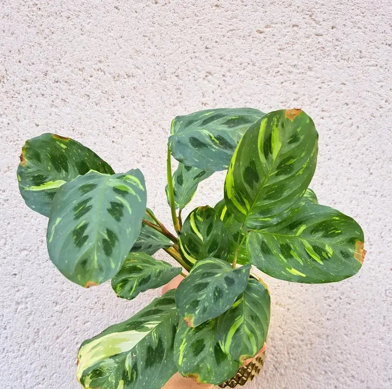 Maranta 'Kerchoveana Variegated'